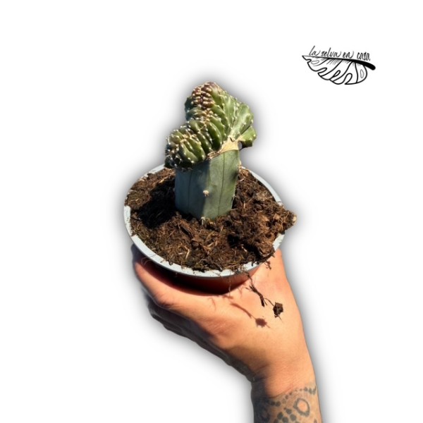 Cereus marginatus crestado