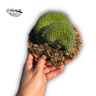Mammillaria toluca crestada (cristata)