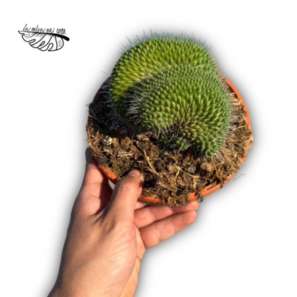 Mammillaria toluca crestada (cristata)
