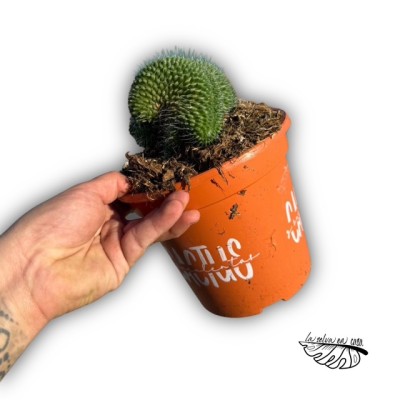 Mammillaria toluca crestada (cristata) 2