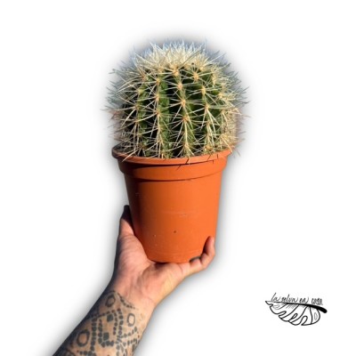 Echinocactus grusonii ‘Albispina’