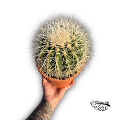 Echinocactus grusonii ‘Albispina’ 2