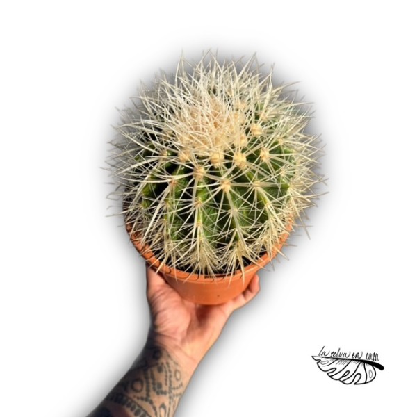 Echinocactus grusonii ‘Albispina’