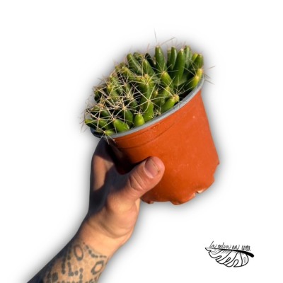 Dolichothele longimamma
