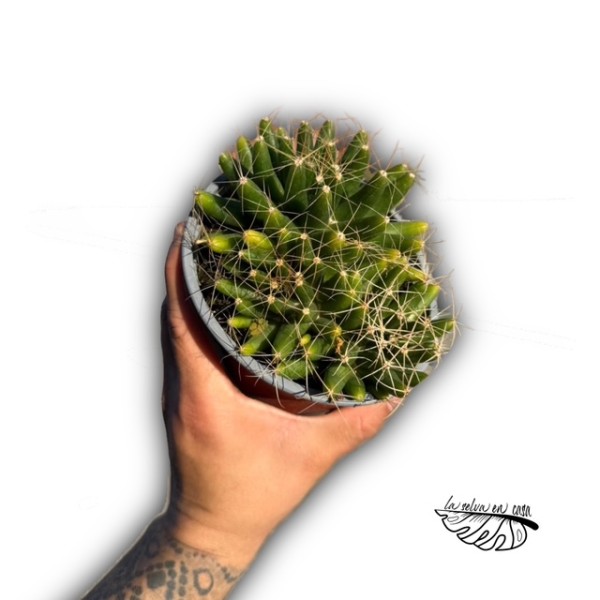 Dolichothele longimamma