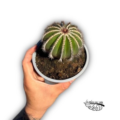 Uebelmannia pectinifera