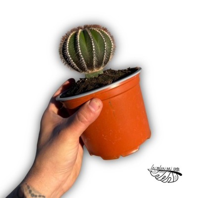 Uebelmannia pectinifera 2