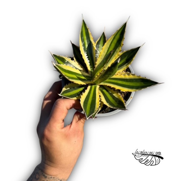 Agave ‘Quadricolor’