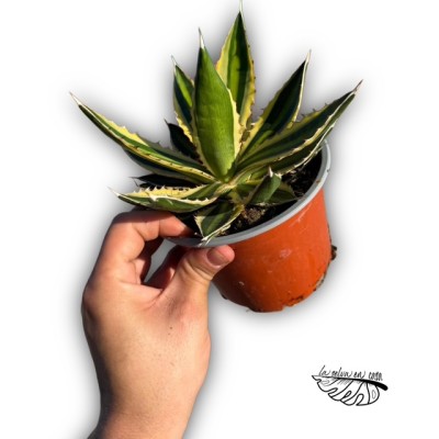 Agave ‘Quadricolor’ 2