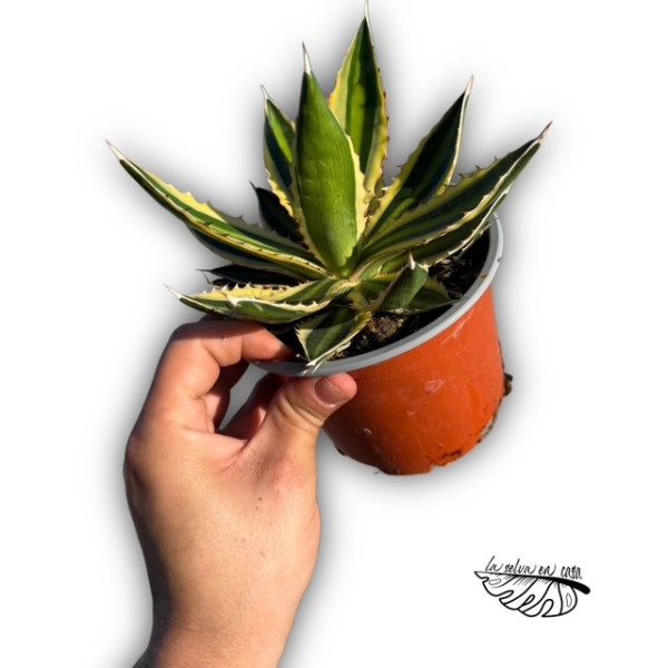 Agave ‘Quadricolor’