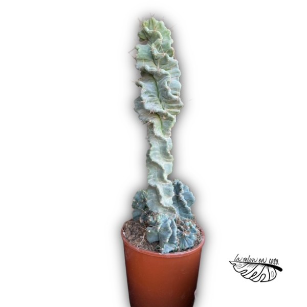 Cereus forbesii spiralis