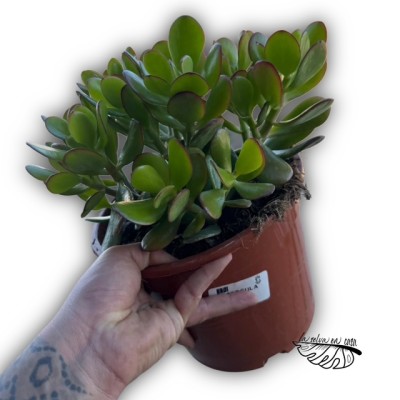 Crassula ovata