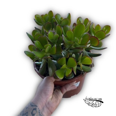 Crassula ovata 2