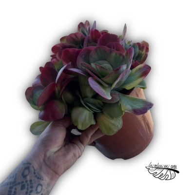 Kalanchoe tetraphylla