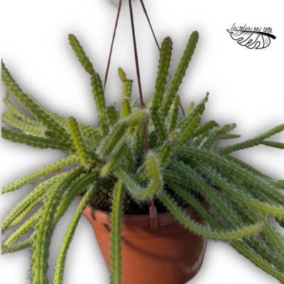 Aporocactus ‘Sussex Flame’ 2