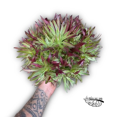 Aeonium ‘Firecracker’ 2