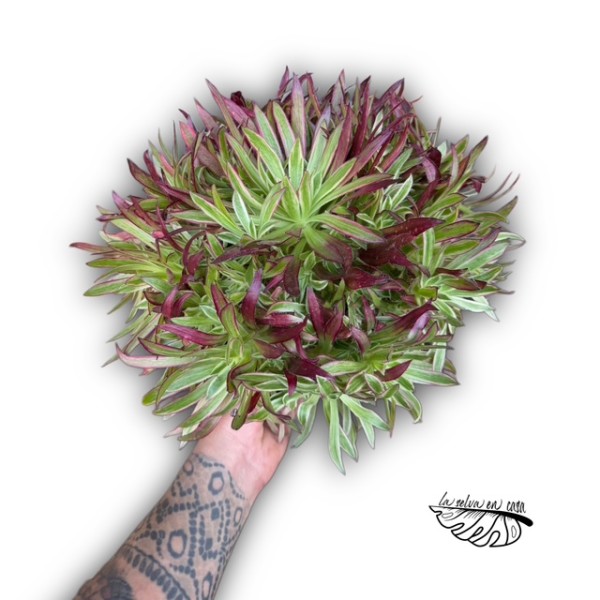 Aeonium ‘Firecracker’