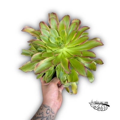 Aeonium ‘Green Lime’