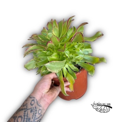 Aeonium ‘Green Lime’ 2