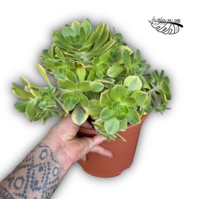 Aeonium ‘Florence’