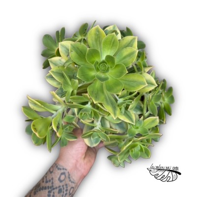 Aeonium ‘Florence’ 2