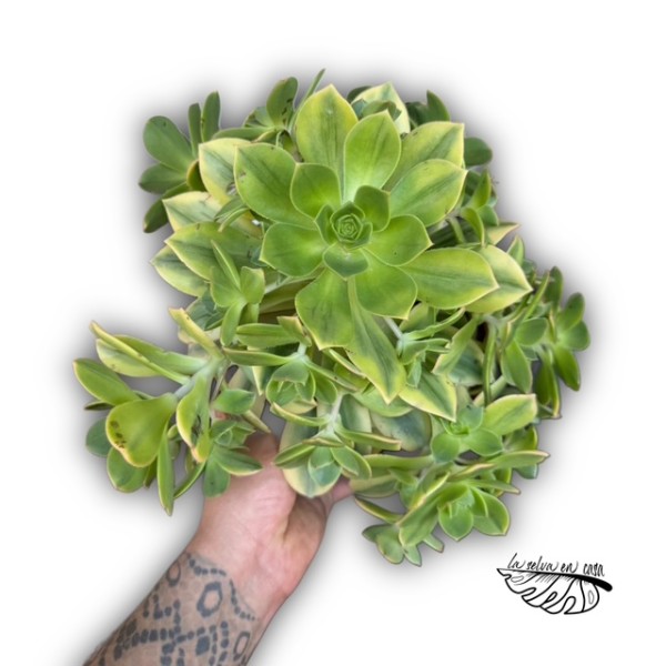 Aeonium ‘Florence’
