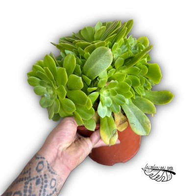 Aeonium pseudotabuliforme