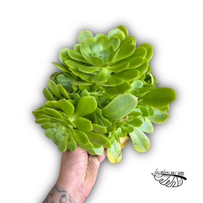 Aeonium pseudotabuliforme 2