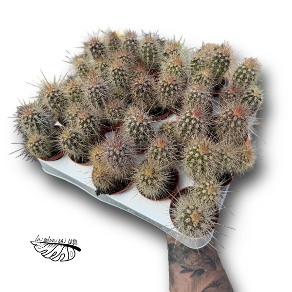 Pachycereus pringlei