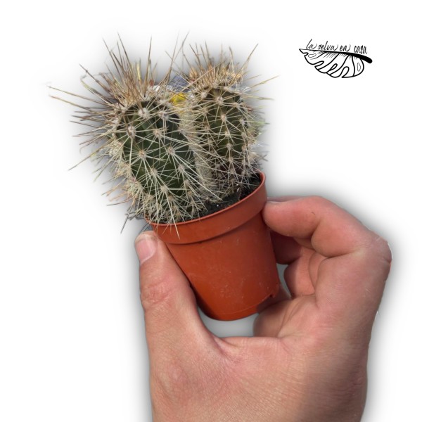Pachycereus pringlei
