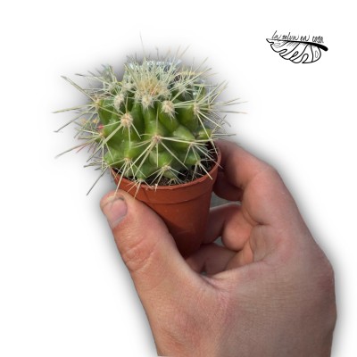 Kroenelia grusonii