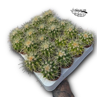 Kroenelia grusonii 2