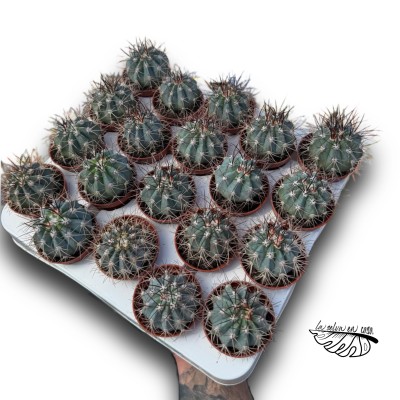 Melocactus azureus 2