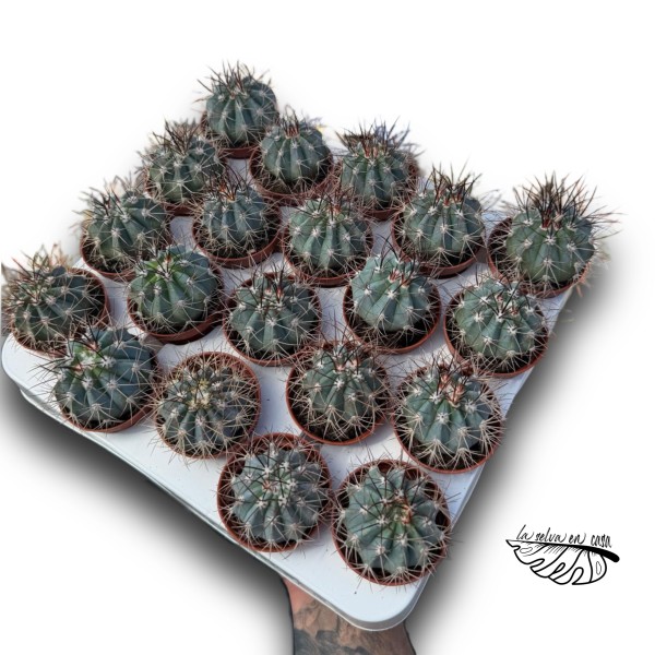 Melocactus azureus