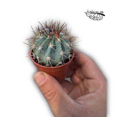 Melocactus azureus
