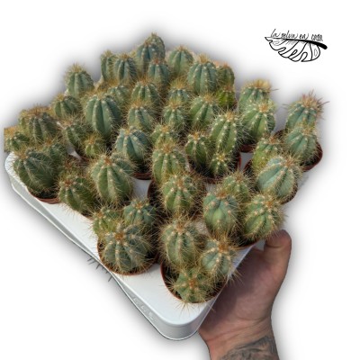Pilosocereus azureus 2