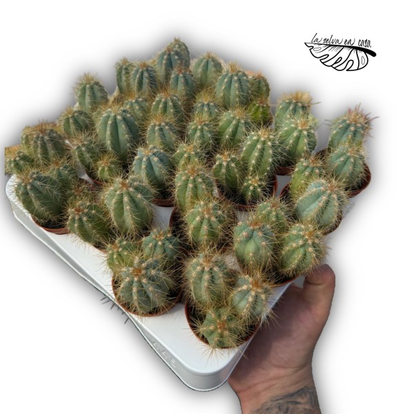 Pilosocereus azureus