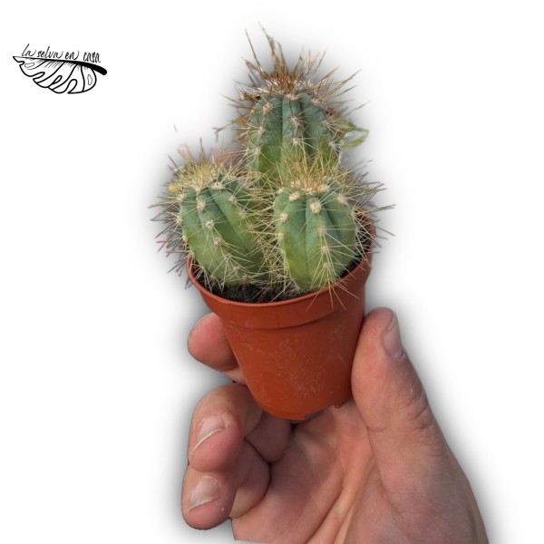 Pilosocereus azureus