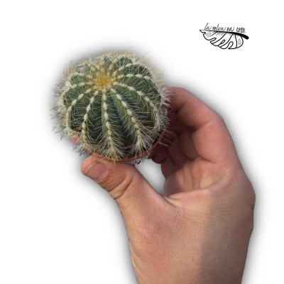Parodia magnifica
