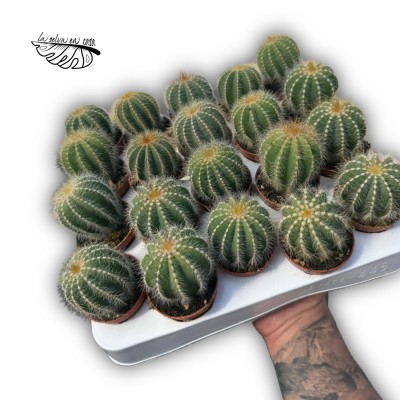 Parodia magnifica 2