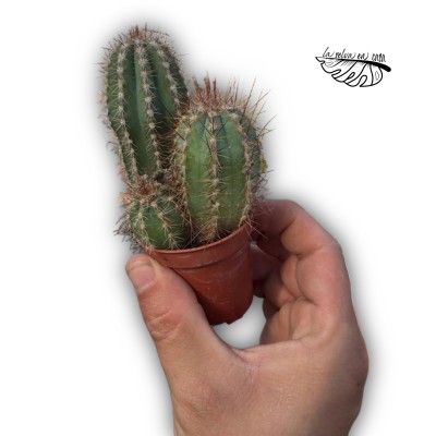 Pilosocereus odilensis