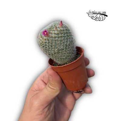 Mammillaria pseudoperbella