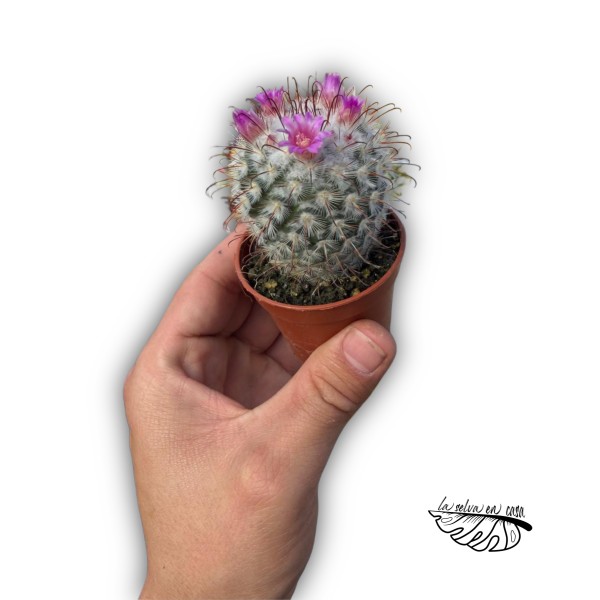 Mammillaria bombycina