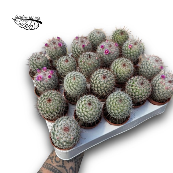 Mammillaria bombycina