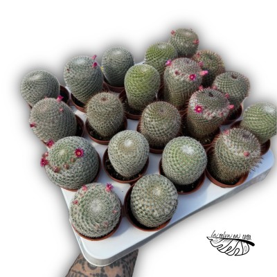 Mammillaria pseudoperbella 2