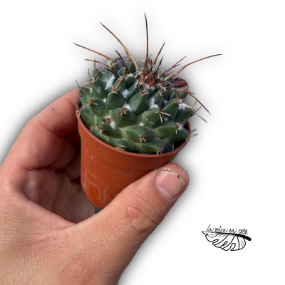 Mammillaria karwinskiana