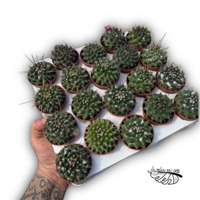 Mammillaria karwinskiana 2