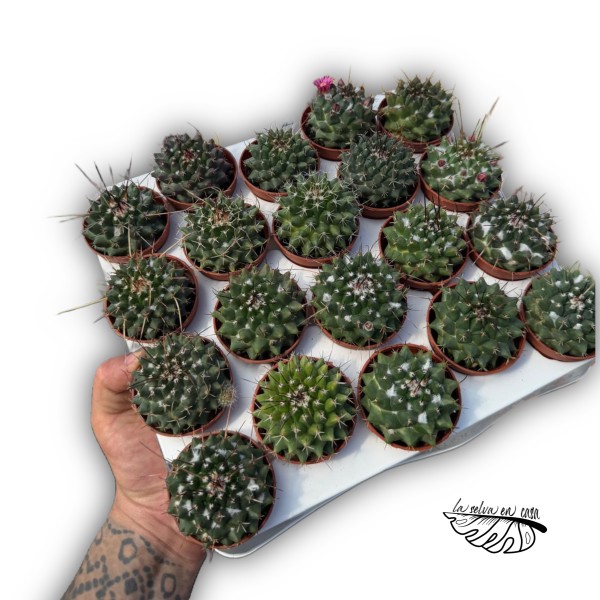 Mammillaria karwinskiana