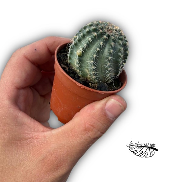 Echinocereus pulchellus var amoenus