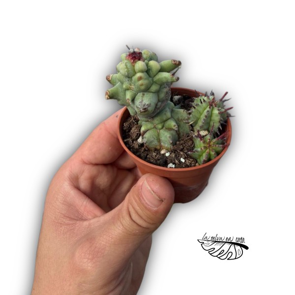 Euphorbia horrida monstruosa
